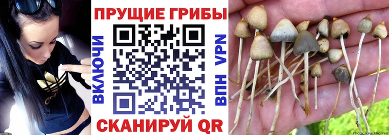 Галлюциногенные грибы Cubensis  Купить закладки  Покачи 